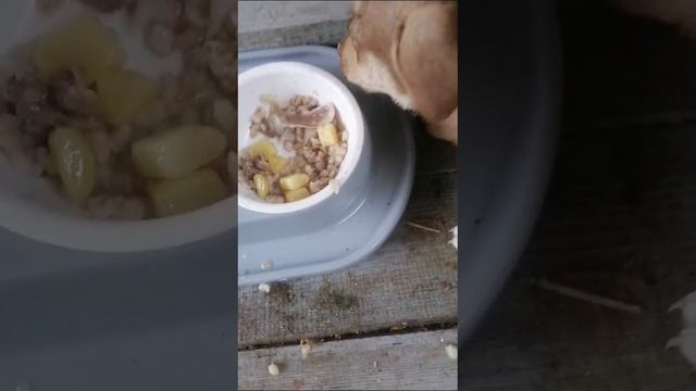 будни белки и стрелки