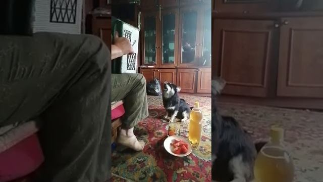 профессионал в деле