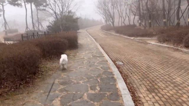 vlog_ 샤넬 22백 스몰 블랙 금장 구입기&언박싱, 에르메스 산토리니 언박싱, 코스 COS 신상 하울, 현대백화점판교점 yp라운지_스위트 디저트 큐레이션, 신라호텔 더라이브러