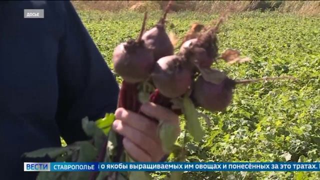 Почти 2 миллиона рублей заработал ставрополец на несуществующих овощах