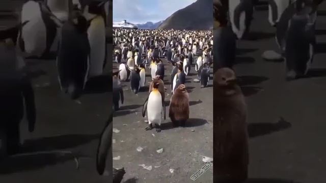 zabyl-snyat
