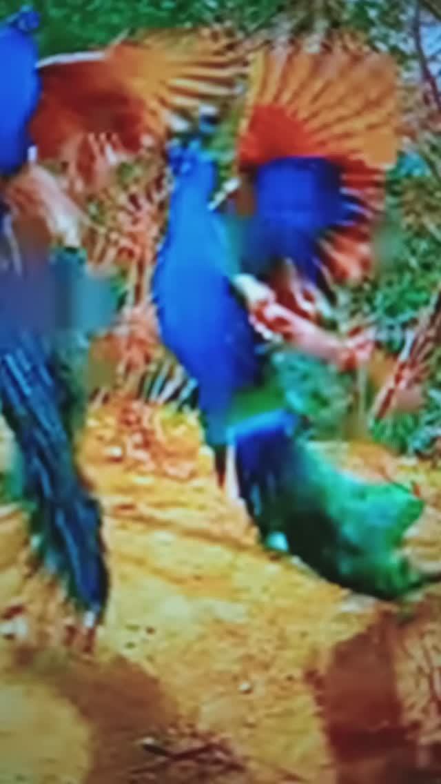 ПАВЛИН - спутник богини мудрости, бога войны и бога силы йогов🦚 😯😳#Shorts