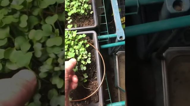 Microgreens Growth Experiment using Electroculture