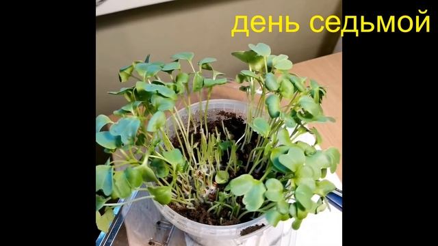 Микрозелень дома, что получилось  из покупных семян