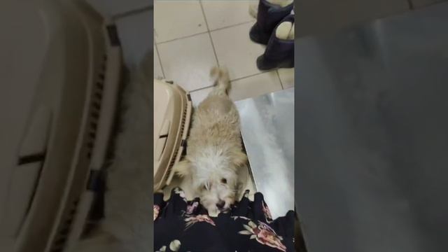 Стационар приюта