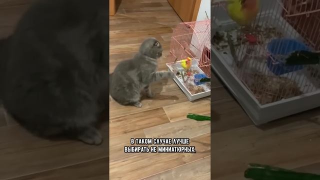 Можно ли заводить попугая, если в доме живет кот