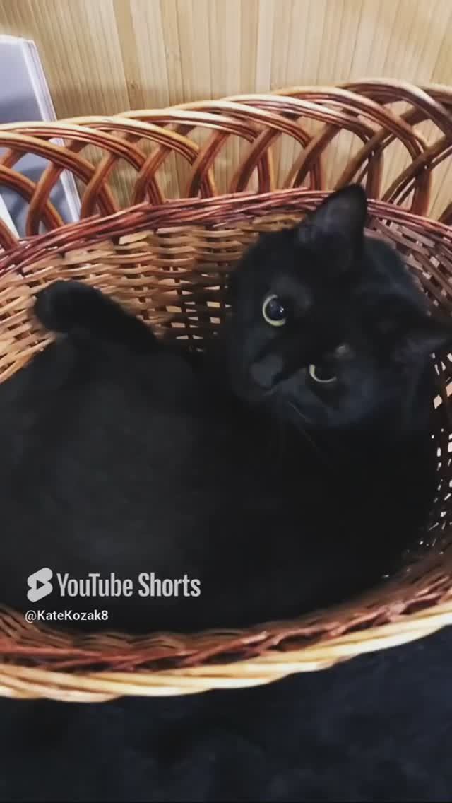 🐈_⬛🙀Mikada выбрала себе для сна корзину для пикника 🐾😸#catshorts #котикимоякотомания