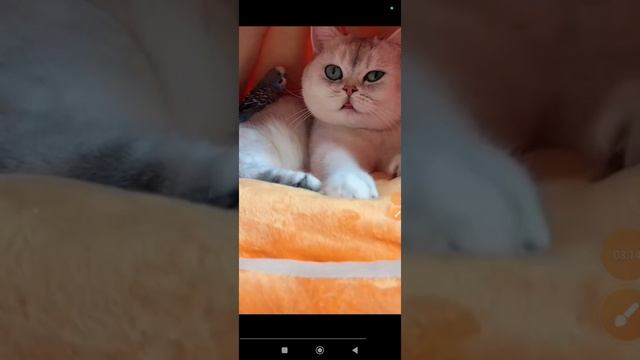 кошки