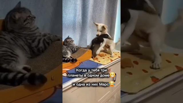 юмор астролога😅😉