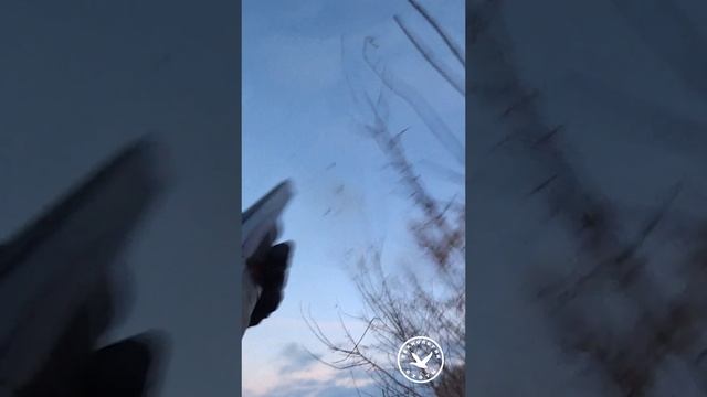 Охота на ворону. Отличные выстрелы