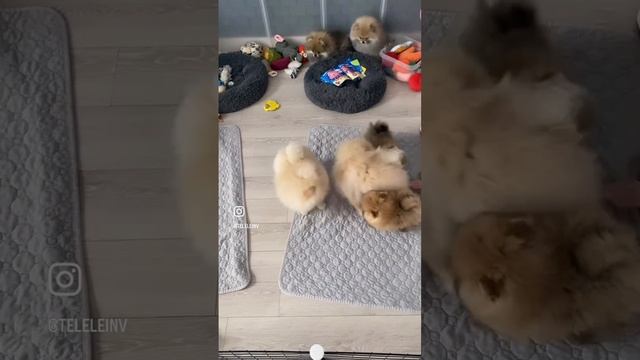 Милые пушистики