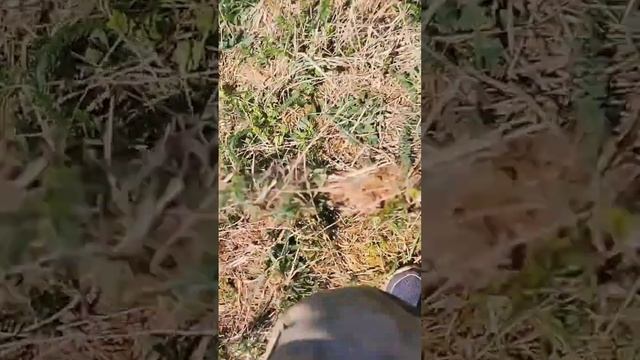 Ух! НАХОДКА на копе! Класс!  #xp #metaldetecting #коп #клад #копмонет #история