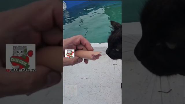 С Днём Морской Пехоты 🌊🐈🐈⬛⛴️⚓️