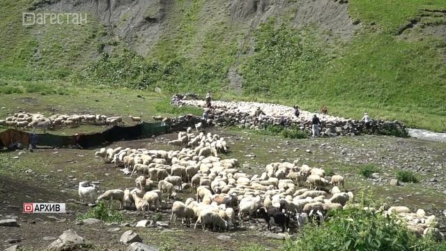 В Дагестане предпринимают меры по совершенствованию кормопроизводства
