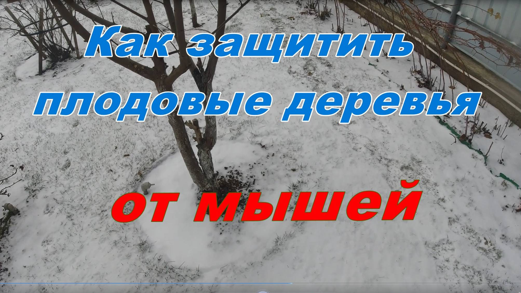 Защищаем плодовые деревья от грызунов
