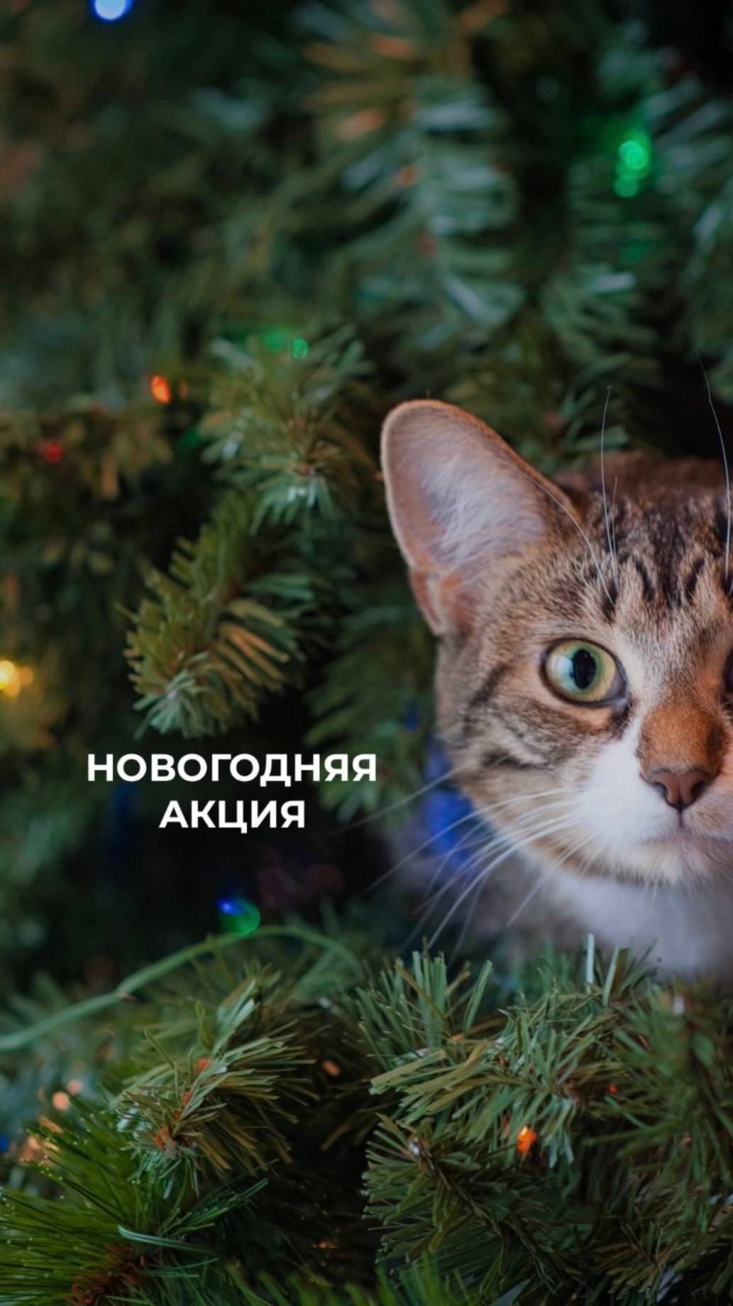 Акция! ремонт -50%