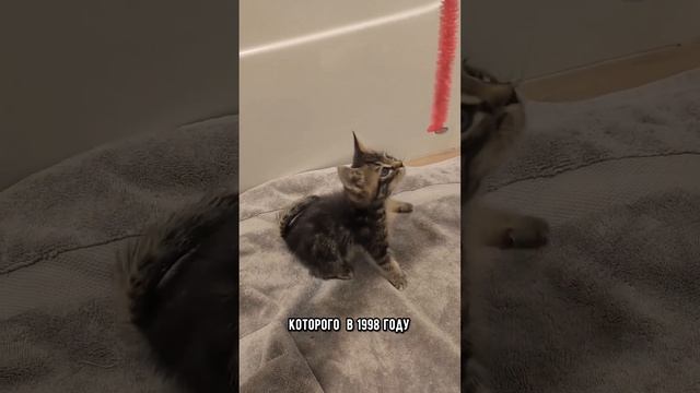 Породы кошек с закрученным хвостом