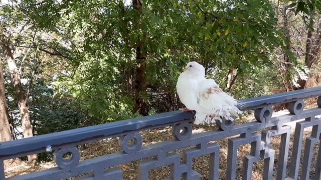 Голубиный патруль