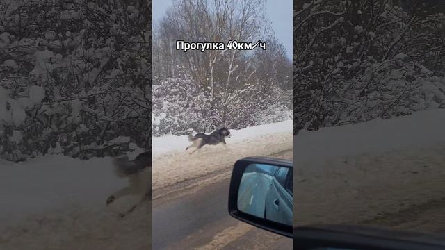 Прогулка с Хаски 40км/ч