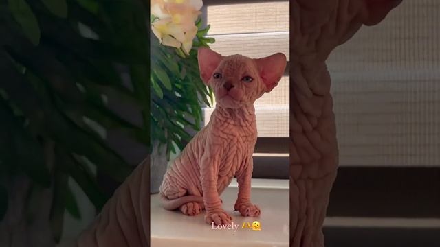 Мы в ВК https://vk.com/life_of_cats