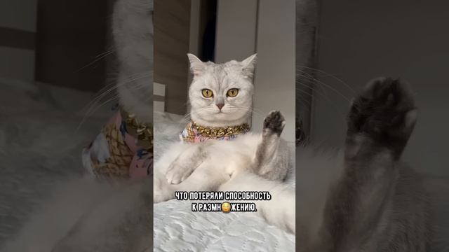 Понимает ли кот или кошка, что их кастрировали. И страдают ли они от этого