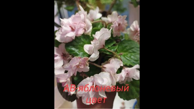 моя коллекция фиалок 🙂