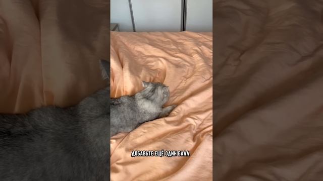 Тест на интеллект для твоего кота