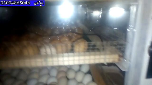 Lohman Brown And Austrlarp Chicks For Sale l New hatcher Is Ready l 360 Farmer
