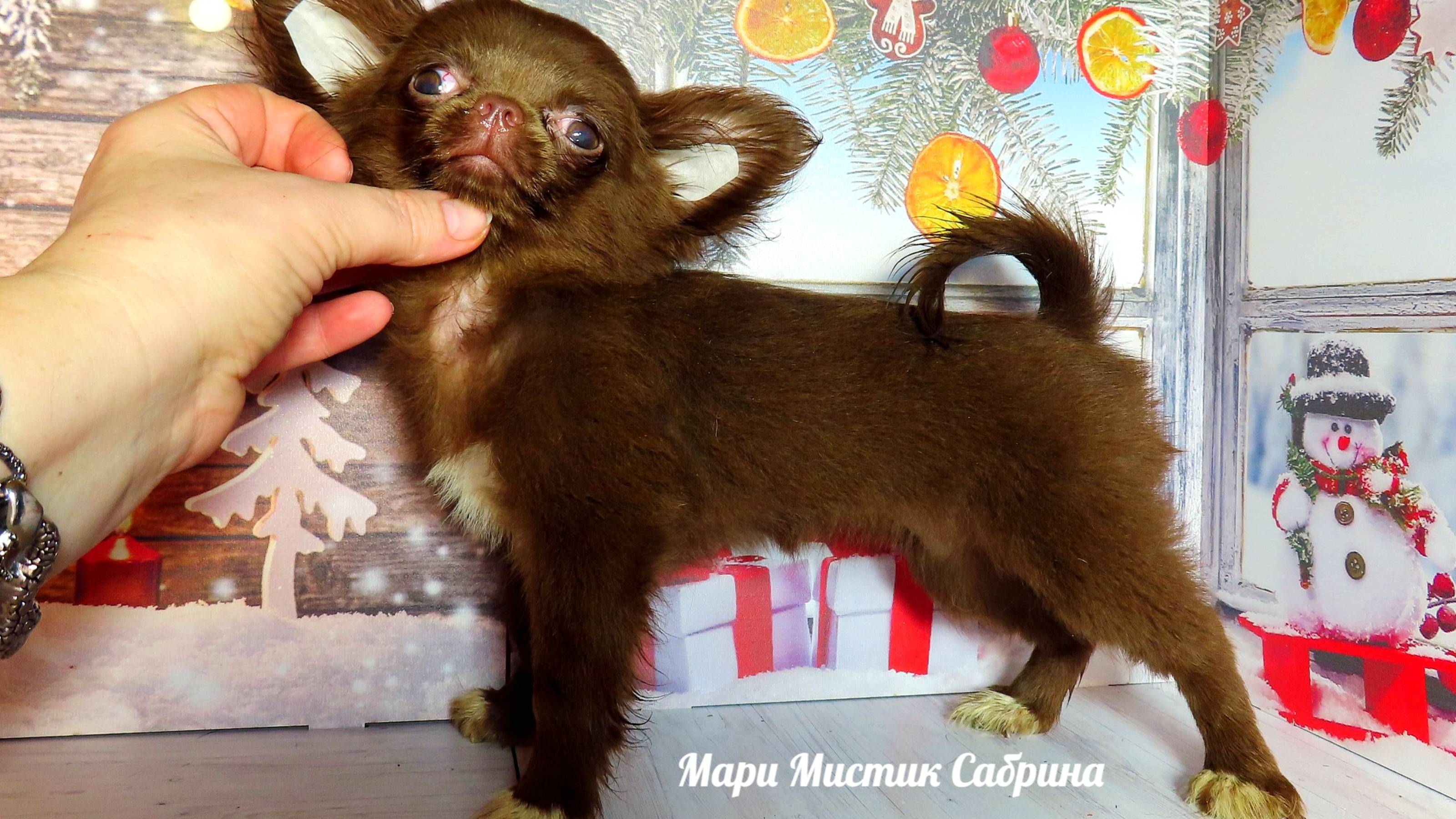 #ПРОДАЮ_чихуахуа Сабрина Др 07.08.24 #купитьчихуахуа #СКИДКИ #ЦЕНА есть в видео 89215950848 ДОСТАВКА