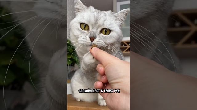 Если котик разрешает тебе делать эти вещи, то ты точно его любимчик