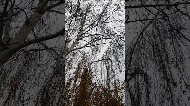 Березка