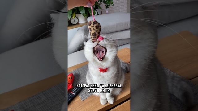 Все ли кошки умеют ловить мышей. Какие кошки лучшие охотники