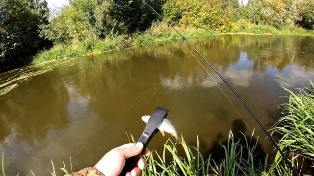 Осенняя разнорыбица. Мирная рыба.  Мормышинг наноджиг ультралайт