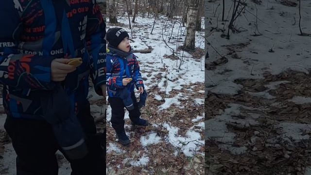 гуляем и подкармливаем лесных жителей #першинплатон #поваренокплатон #вешаюкормушку