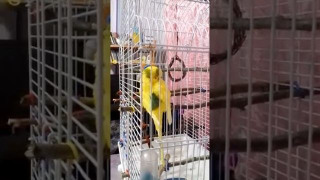 Как чистится здоровый попугай?!
