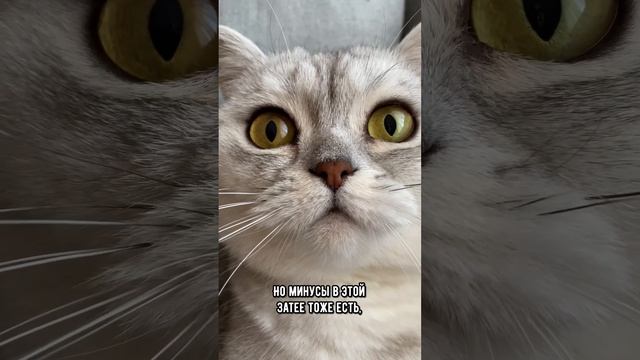 Какие плюсы от двух кошек в доме