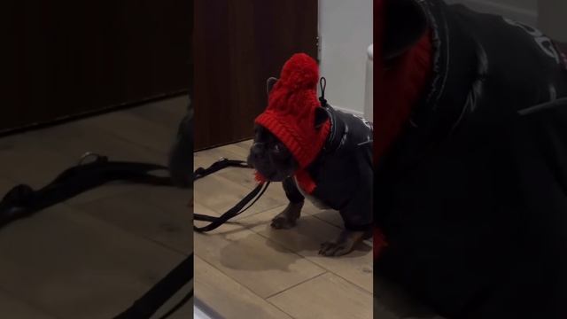 Пес, который умеет смотреть матом