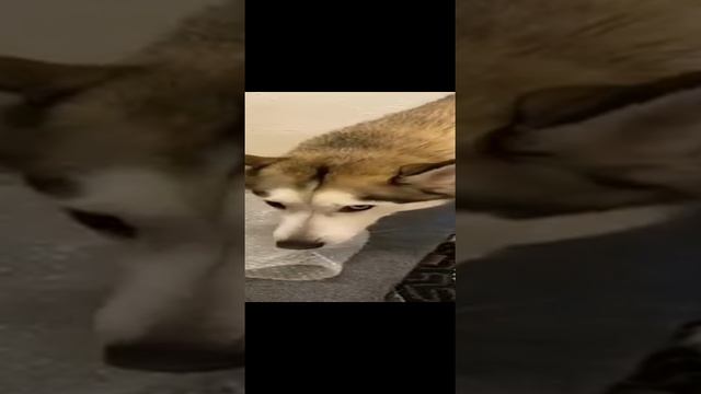 Антистрессовое