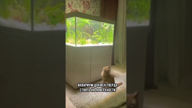 Можно ли заводить рыбок, если в доме живёт кошка