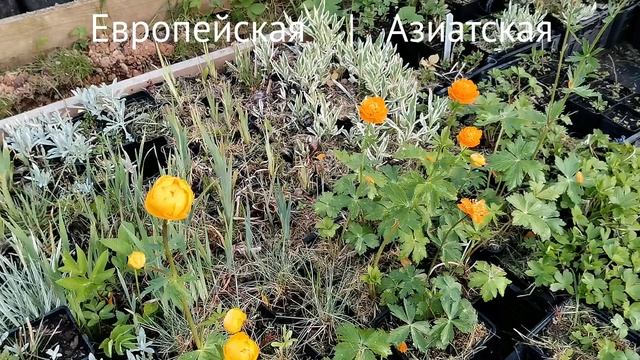 Купальница азиатская в сравнении с европейской и китайской. Питомник Садпочтой.рф  #садпочтой