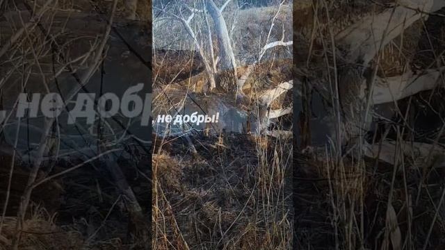 Бобры, не добры!