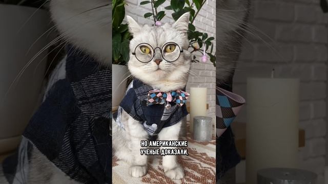 Может ли твой кот тебя съесть