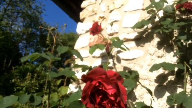 Rosier "Etoile de Hollande'