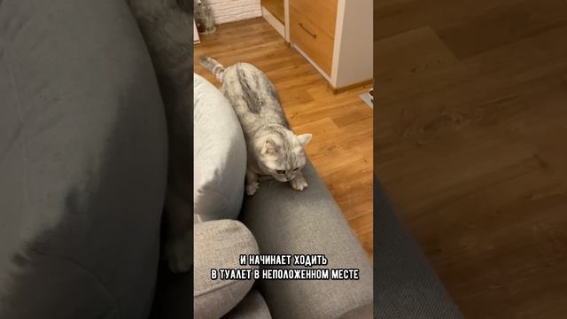 Первые признаки мочекаменной болезни у кошек. Проверь свою кошку