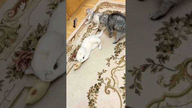 Кошки Кайли и Кристалл играют с рыбками, а котик Маню им мешает.
