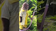 Правильная семейка! 🐒🐒🐒😍 #приколы #обезьянки #смешно #семья #humor #monos #funny #monkeys
