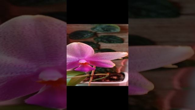 Зацвела ещё одна орхидея