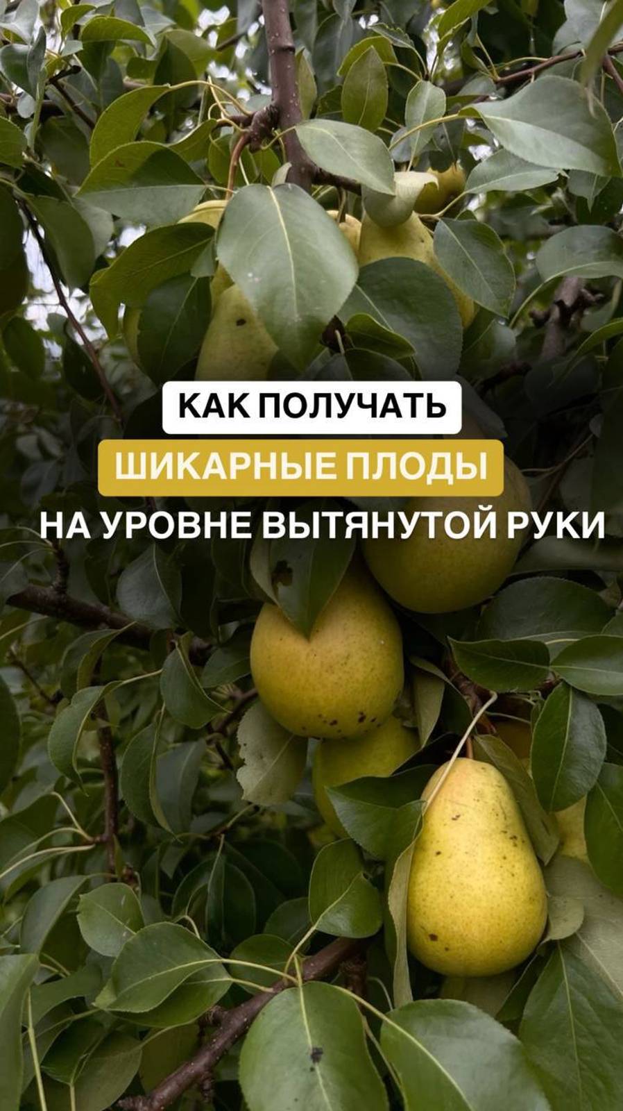 Шикарные плоды груши #дача #дачастайл #дачадача #любимаядача #дача

 #любимыйсад #дачники #садоводст