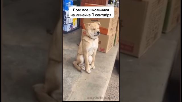 ПОВ: школьники каждое 1 сентября