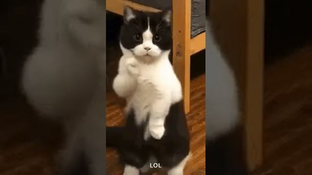 котик